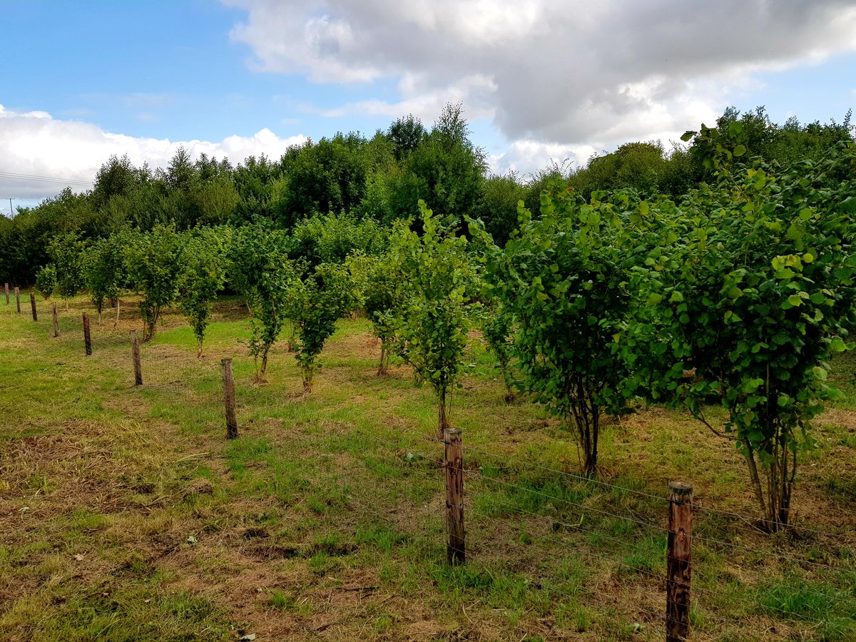 thesallows's tweet photo. A big thank you to our staff for keeping our grounds in such good shape!! 😊 #thesallows #munstervales #irelandsancienteast #Tipperary #ecoaccommodation #ecohostel #clogheen https://t.co/WmSYrPYYQp