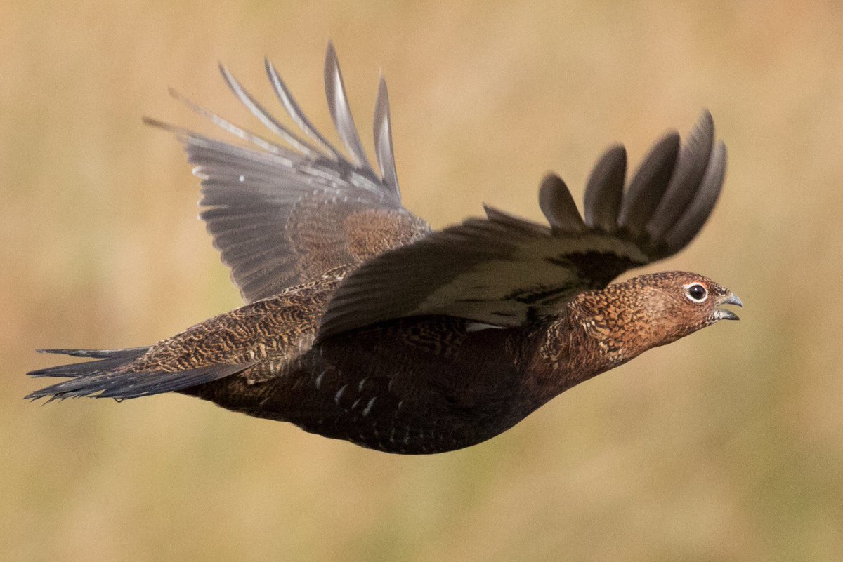 Just Cartridges tweet media