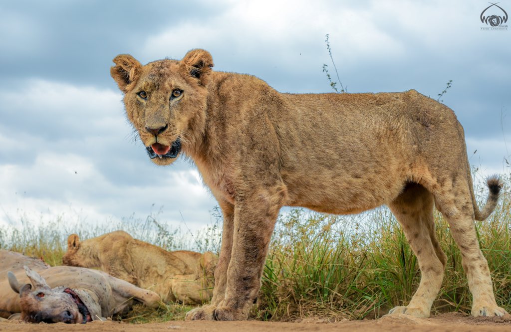 ParasChandaria's tweet photo. The Curious Cub

July 2018, Nairobi National Park, Kenya. 

#lion #nairobinationalpark #NNP #kingfisher #lioncub #ilovelions #lions #savennp #subadult #nnp #savennp #safaricapital #kenya #whyilovekenya #magicalkenya  #worldofthewild #paraschandaria #kenyanwildlife https://t.co/psp7sElHQc