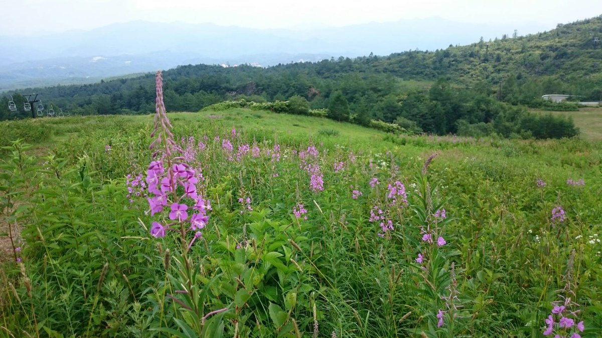 Uzivatel 草津温泉スキー場 Na Twitteru 標高1 500mの草津温泉スキー場青葉山では現在 午後4時の気温が22度となっております 日中もほとんど変わらない気温で過ごせます 青葉山では今ヤナギランが見頃を迎えております 群馬県 草津町 草津温泉スキー場 Uzivatel 草津温泉スキー場 Na Twitteru 標高1 500mの草津温泉スキー場青葉山では現在 午後4時の気温が22度となっております 日中もほとんど変わらない気温で過ごせます 青葉山では今ヤナギランが見頃を迎えております 群馬県 草津町 草津温泉スキー場