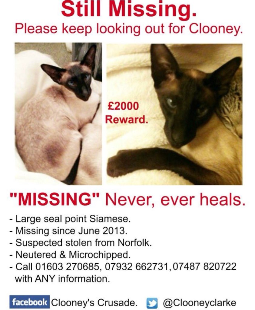 Still looking for Clooney. Still #heartbroken #MissingCatsUK #MissingPets #norwich #Norfolk #uk