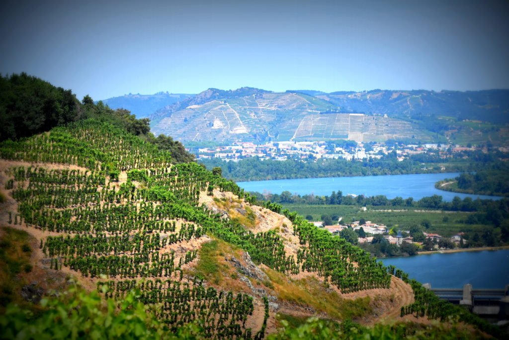 verreassiette's tweet photo. Saint-Joseph, une longue bande de vigne sur la rive droite du Rhône, à découvrir ! Plus d'infos sur https://t.co/rFYdqLWzoc
@Vinsrhone #interrhone #saintjoseph #vins #vignobles @PJabouletA @cavedetain @RougeGranit https://t.co/WHGrFVMADa