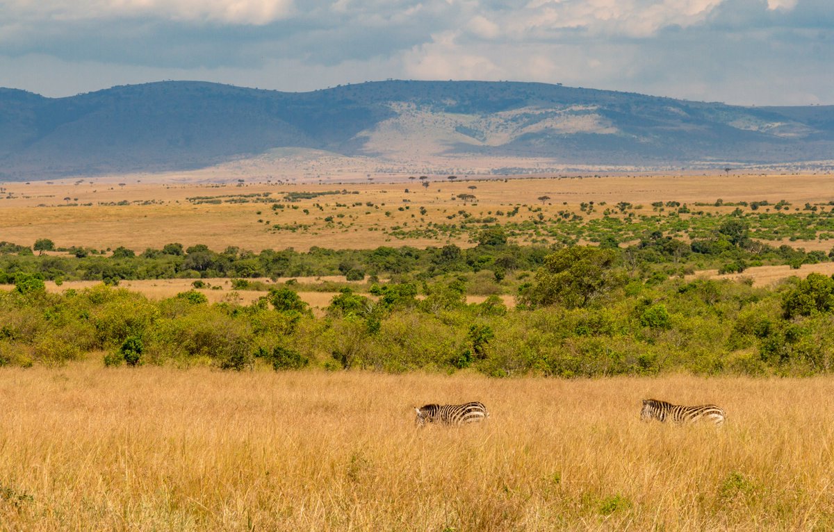 JetwaysAirlines's tweet photo. Book a flight with us to experience once-in-a-lifetime dream to Masai Mara at the best rates. Contact us on Reservations@jetwaysairlines.com/+254741800008/3/14 https://t.co/wGai2rP8O6