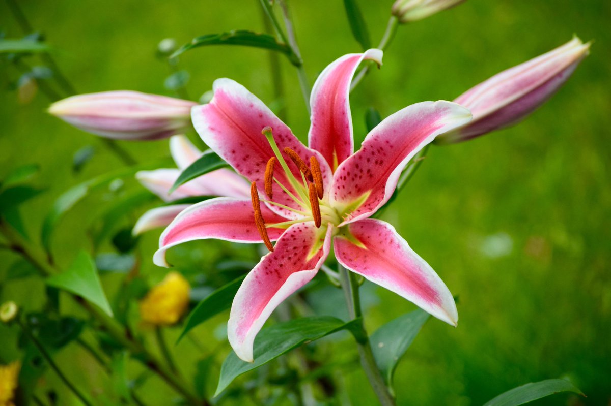 sayanamk's tweet photo. fragrant lilies 🌸🌸

#summer2018 #Dublin #Ireland #stepaside

 @DiscoverIreland 
@selene0703 @coolestofcats @TheUncorkedLib @LovinDublin 
#nikonphotography #Nikon https://t.co/eVW7uI4sQe