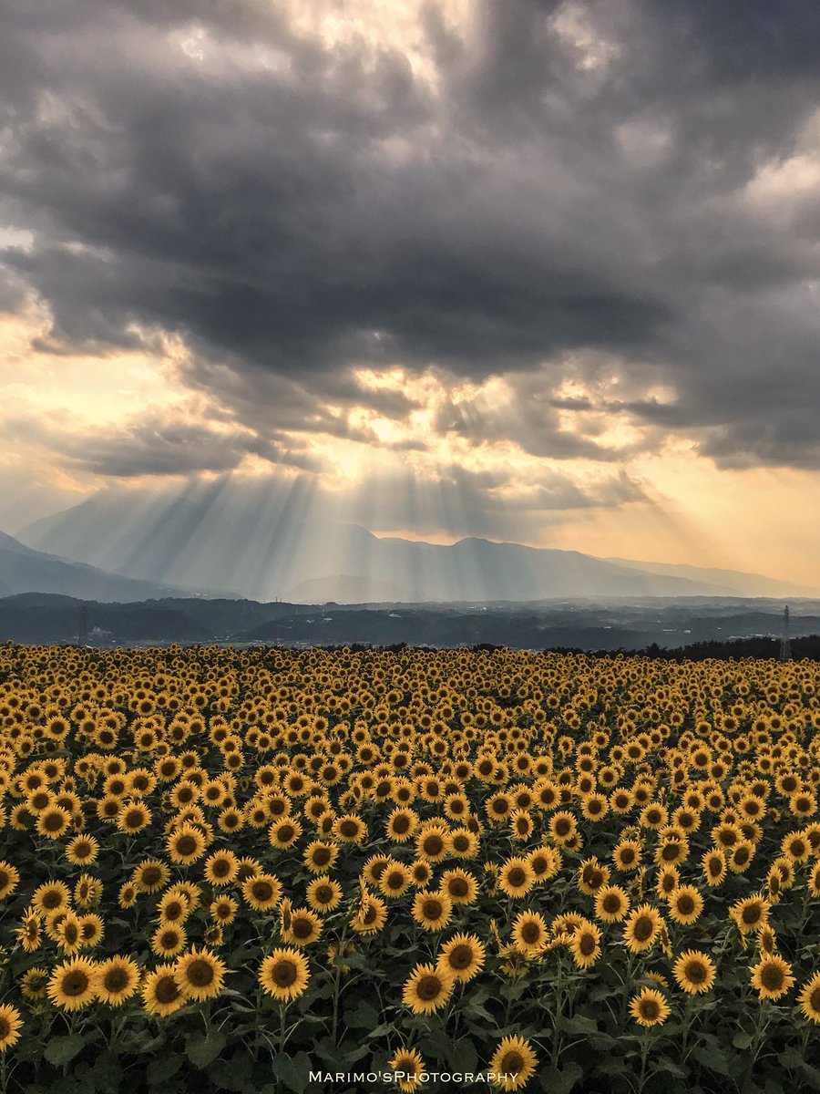 うわあー！
素晴らしい景色です！
🌻天使の梯子に一面のヒマワリ🌻

嗚呼…この夏はなんと美しい

皆さま良い週末をお過ごしください😊

#イマソラ
#向日葵
#雲の教室 
#夕焼け