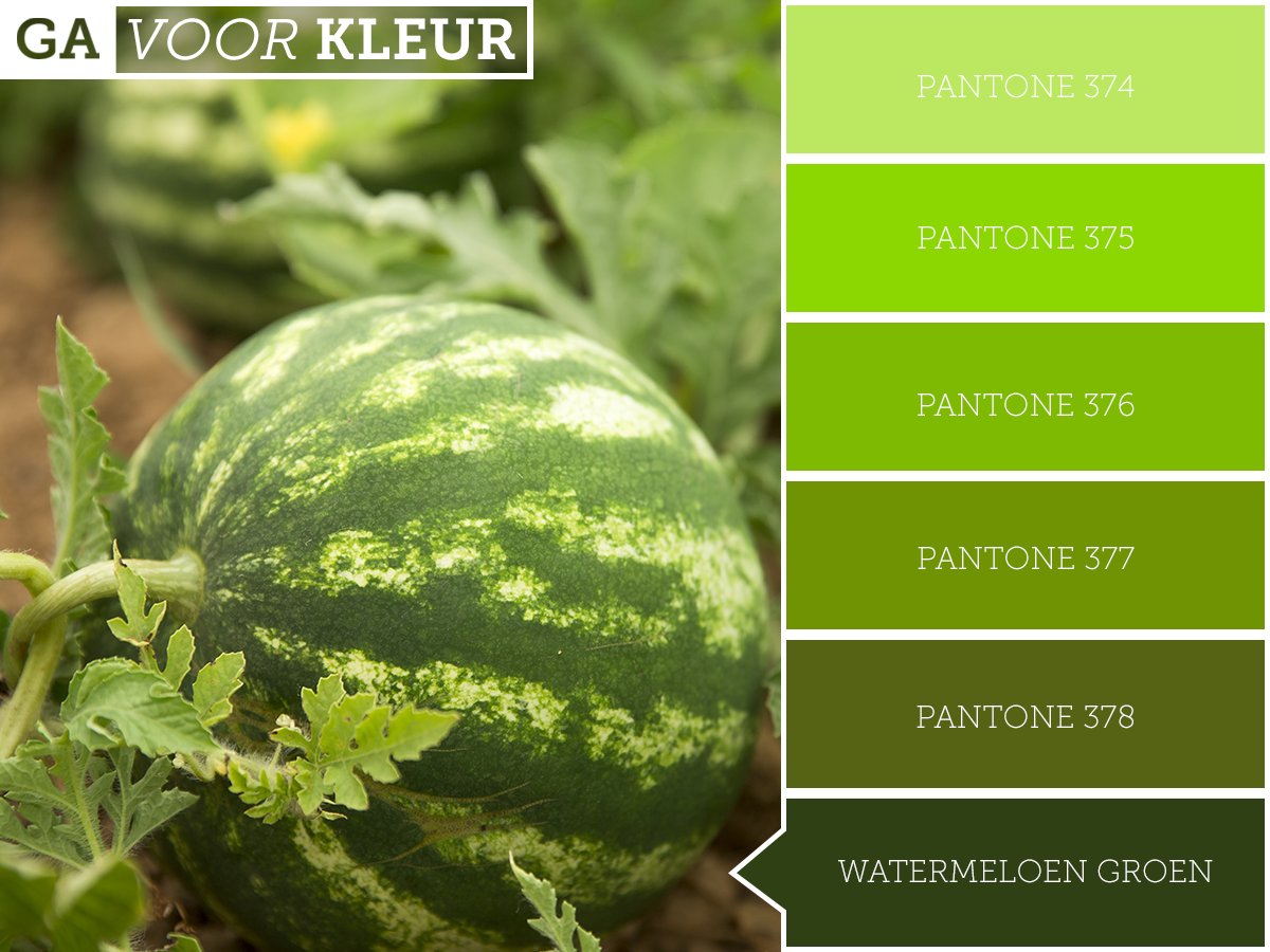 Het is vandaag Watermeloen Dag! Een mooie gelegenheid om even wat meer te weten te komen over deze #watermeloen. De watermeloen behoort net als de pompoen, de #augurk en de #courgette, tot de #komkommerachtigen. Wist jij dit al? #watermeloendag #gavoorkleur