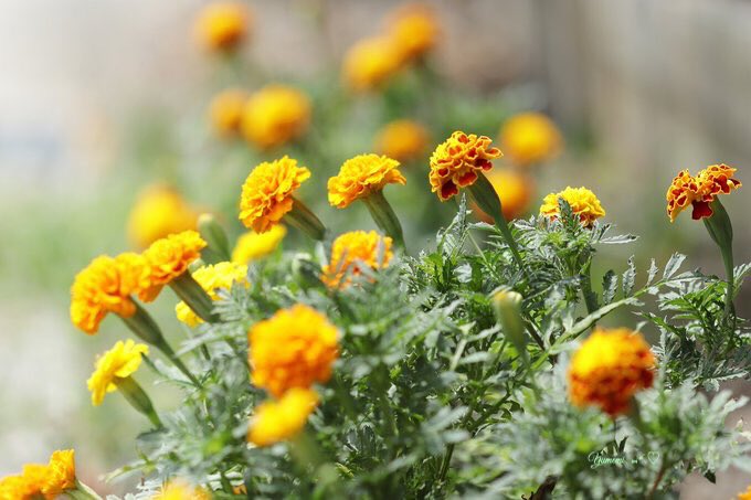 お疲れさまです🏠

①ゴーヤの花  ②プルーンの実
③トマト  ④マリーゴールド