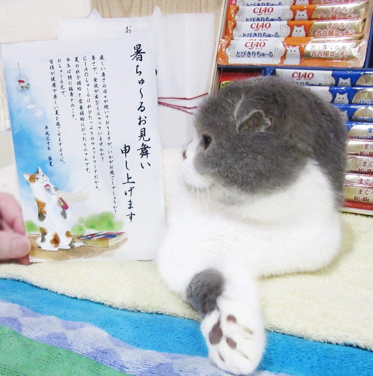 おちゅ～る元が届いたよ～
かわいいねこさん熨斗を巻いて兄さんも美味しいお中元の気分...
オマール海老や松阪牛とびきりちゅ～るもゆっくりウマウマするよ