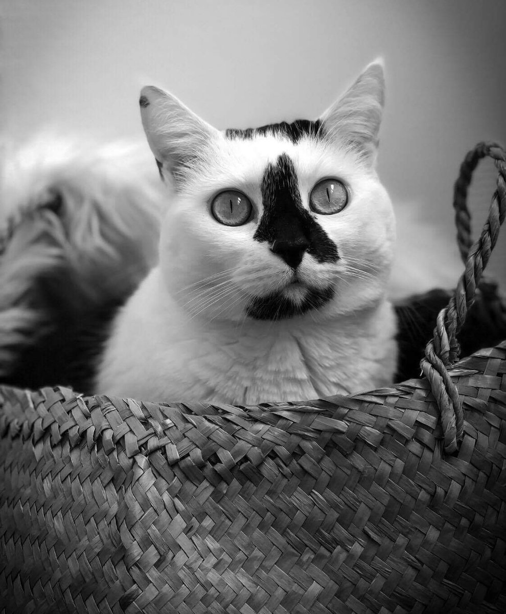 Baema_ma's tweet photo. #postyourcat  Mon mannequin ❤️ https://t.co/yWKT8Um7nV