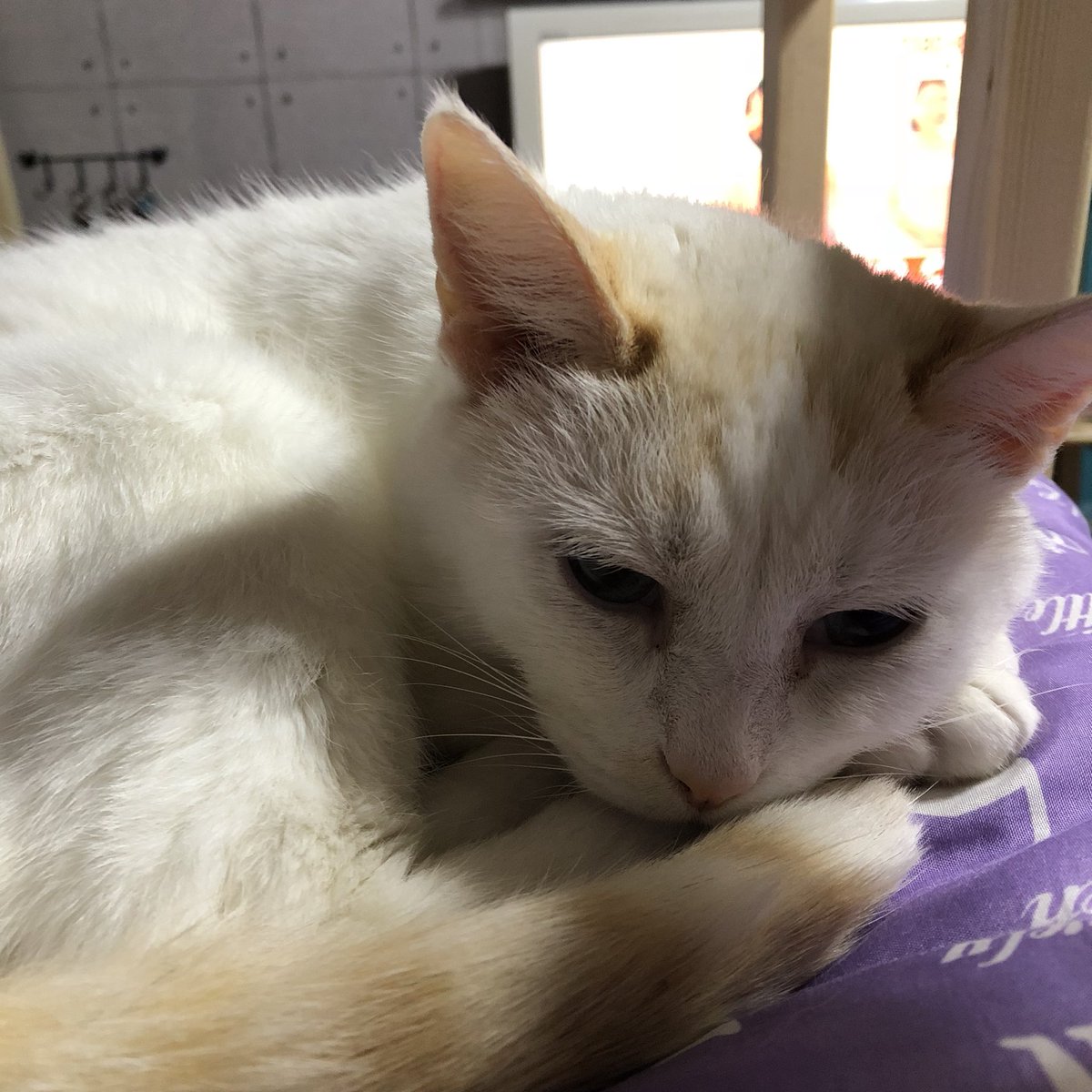 猫が可愛いのは子猫の時期だけ なんてことは絶対になく 猫さんはいつでもはちゃめちゃにかわいい 一緒に過ごす時間の分だけかわいさの層が厚くなっていく Togetter