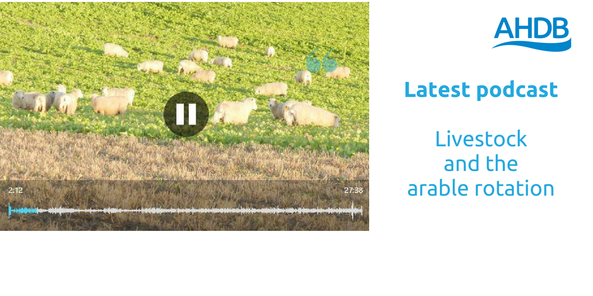 AHDB_Cereals's tweet photo. Livestock and the arable rotation. @CerealsEA and @LizGenever explain the pros and cons. West Essex farmer Ian Metson also shares his experiences of leys in the rotation (with @AHDB_Dairy @AHDB_Pork @AHDB_BeefLamb) https://t.co/Qg986nxLeA https://t.co/e4VpprL2XB