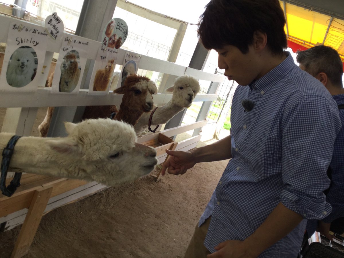 dai_daisukeo23's tweet photo. 「だい！だい！だいすけおにいさん‼夏休み特別編」その２が今日からHuluにて独占配信中です！
今回は、＃北海道 で #だいすけお兄さん が羊の毛刈りにチャレンジ！動物と戯れるだいすけお兄さんのオフショットを公開！
＃Hulu https://t.co/X2Niwb71Bh
