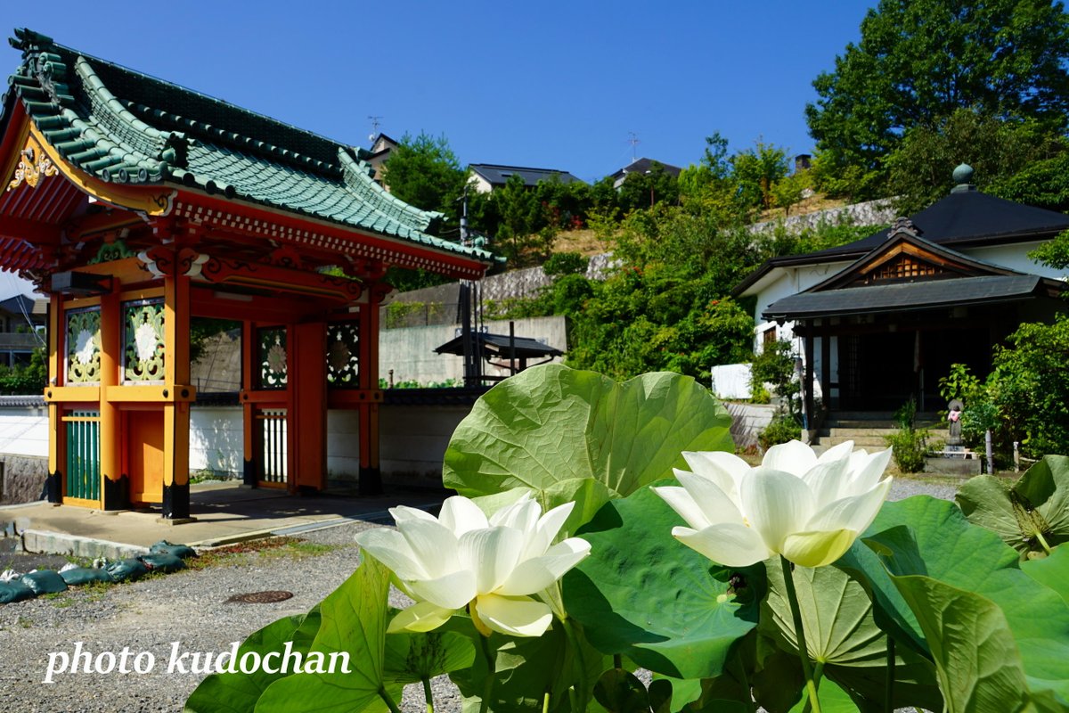 柚子みその盛松寺 ♪

ハスの花が綺麗で喜びました(笑)

#大阪好きやねん　#蓮の花　#写真が好き