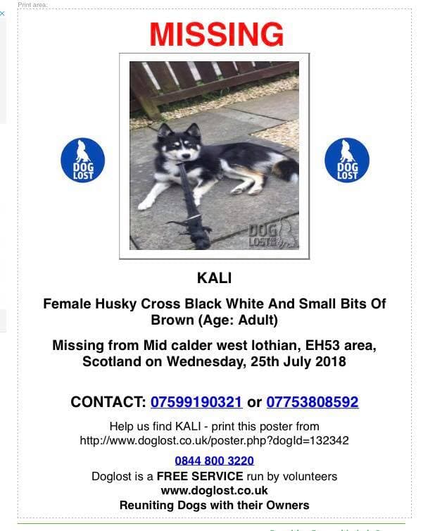 joannew0112's tweet photo. Two dogs now missing in #westlothian 😟 why are dogs vanishing? #reward for safe return of both #findjoe lurcher #findkali husky
#DogsofTwitter #petsarefamily 
Please share https://t.co/R1JmfJlIv9