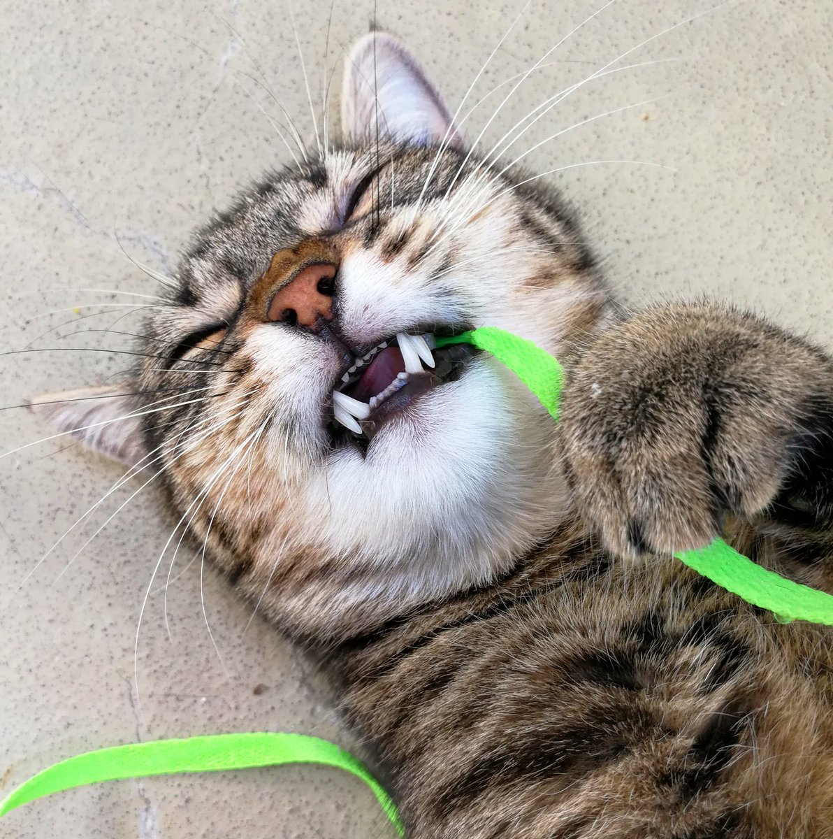 Misti_koh's tweet photo. Happy Friday 🎉🎉🍀☀️
 #catsoftheday #pets #kitten #love #gatos #cute #catslover #cutecat #tabbycat #tabby #meow #kitty #katze #chats #gatto #picoftheday #photooftheday #animal #paw #ilovemycat #neko #nature #cat #cats #purr https://t.co/x9W8vtAGRV