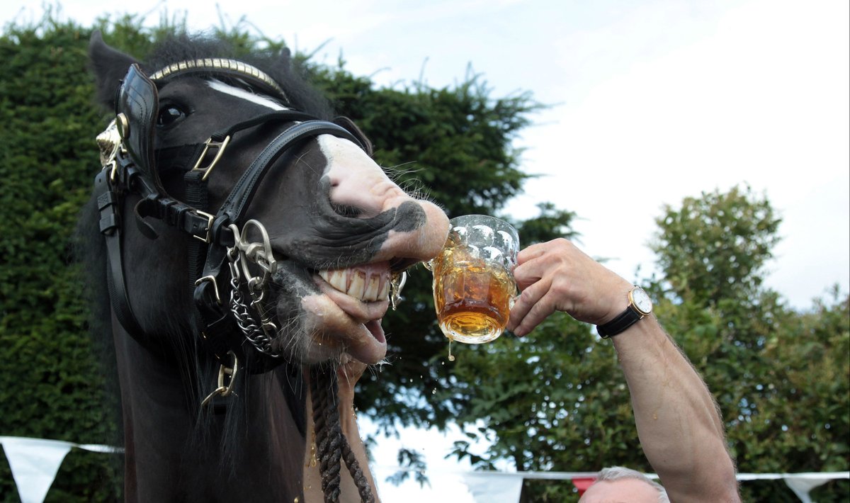 AtTheRaces's tweet photo. We'll drink to that... #InternationalBeerDay https://t.co/hPUGLW2i2h