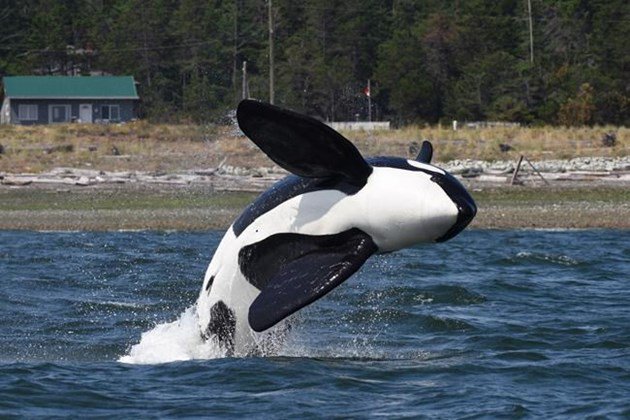 Scientists use whale call recordings to coax male orca from Comox, B.C. harbour: bit.ly/2O7u9L9 https://t.co/hqIkyD5eYW
