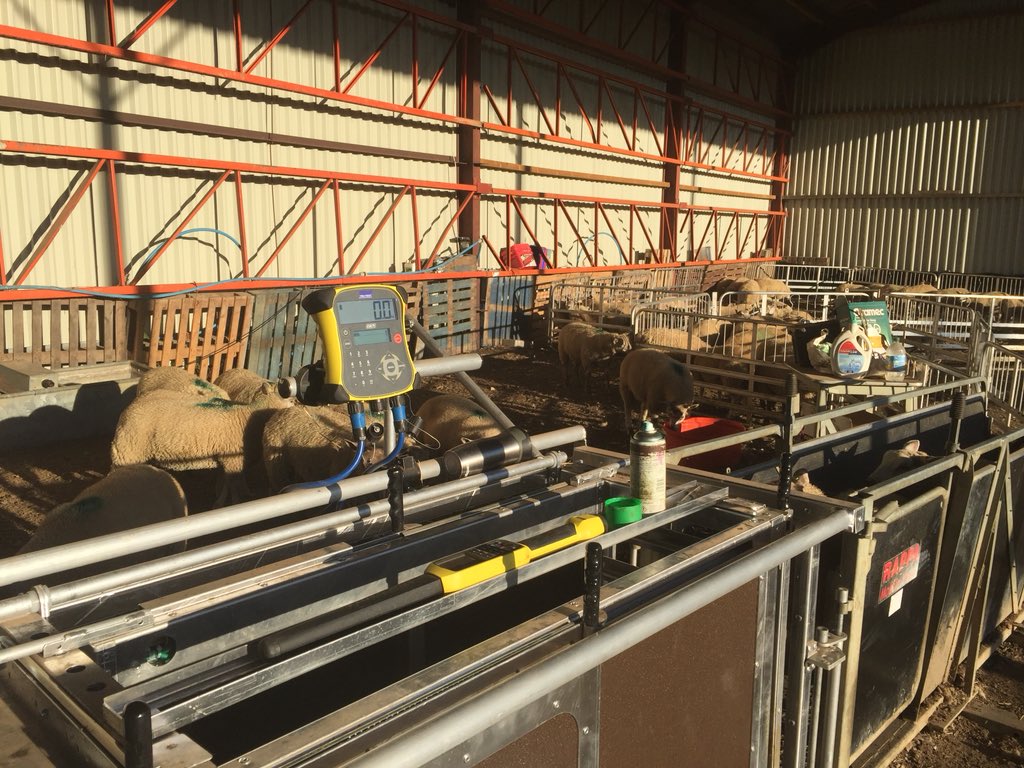 GelstonLamb's tweet photo. Up and at em nice and early today very hot at 6am. Sorting through some fat lambs. #sheep2018 #drought #lincsconnect #Hothothot https://t.co/KLOUClWwOy