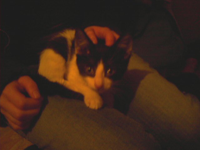 0Jessie_Ivy0's tweet photo. Baby pix from 9 yrs ago❤️ #Thor #thoreo #CatsOfTwitter #catsofinstagram #furbaby https://t.co/05hNdnI8QO