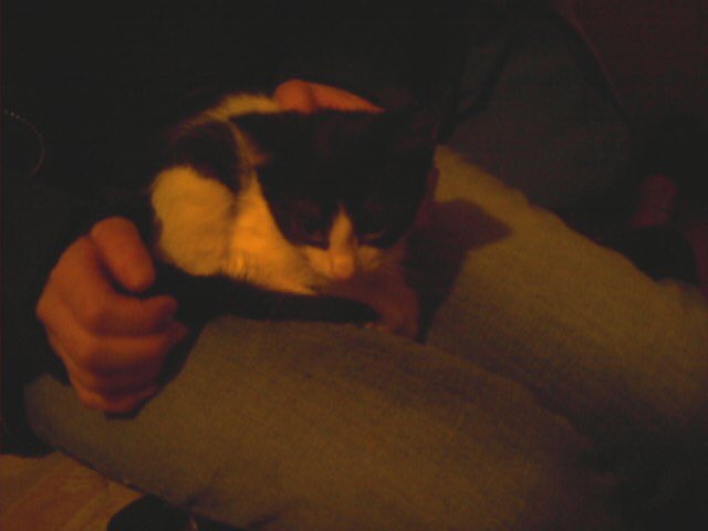 0Jessie_Ivy0's tweet photo. Baby pix from 9 yrs ago❤️ #Thor #thoreo #CatsOfTwitter #catsofinstagram #furbaby https://t.co/05hNdnI8QO