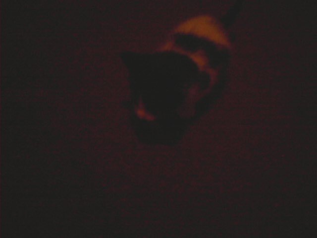 0Jessie_Ivy0's tweet photo. Baby pix from 9 yrs ago❤️ #Thor #thoreo #CatsOfTwitter #catsofinstagram #furbaby https://t.co/05hNdnI8QO