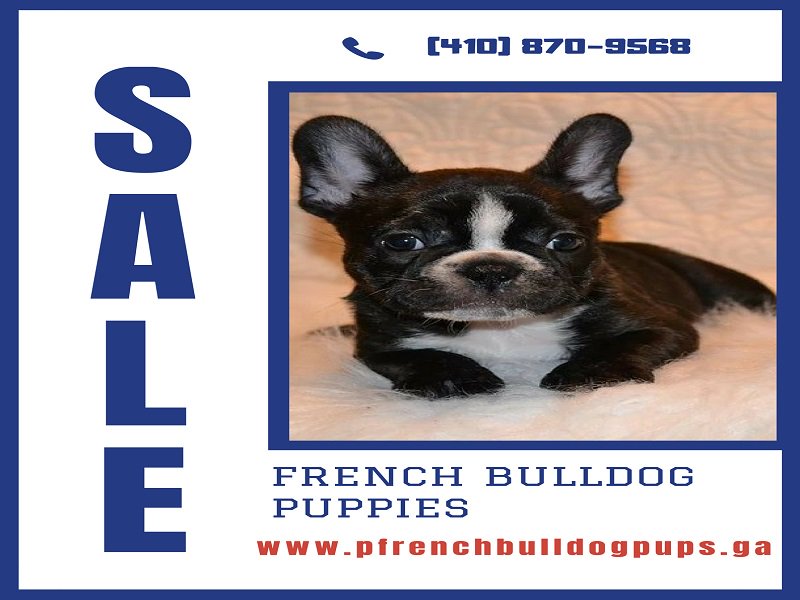 french bulldog colors akc