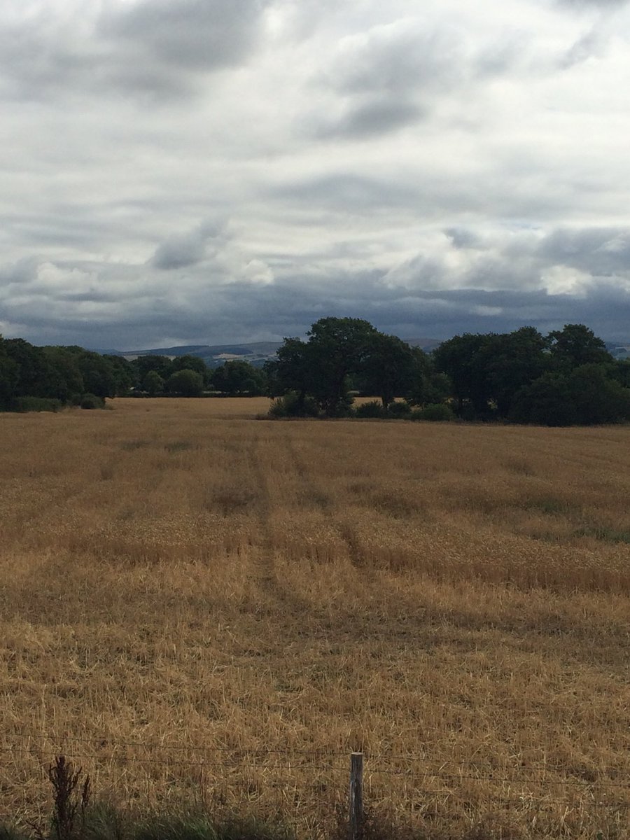 Just love this time of the year and getting ready for the shooting season to start #glorious12th #shootingseason #gundogs