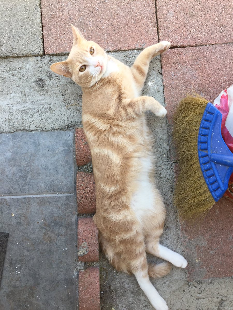Lordhero's tweet photo. @KennyOmegamanX we lost one of our cats today. His name was Kenny, after you. Idk, as a fellow cat lover, I thought I should let you know. Dumb, maybe, but by letting you know, I feel as if I’m honoring his memory. Thank you for what you do. He was a really good friend to us. https://t.co/9pYCHI0Lj2