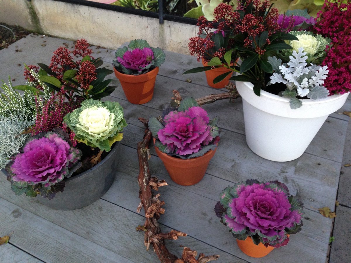 Onze mooie sierkolen zijn weer volop leverbaar! De brassica's zijn leverbaar in het paars en wit en staan erg leuk in de grond of in een pot