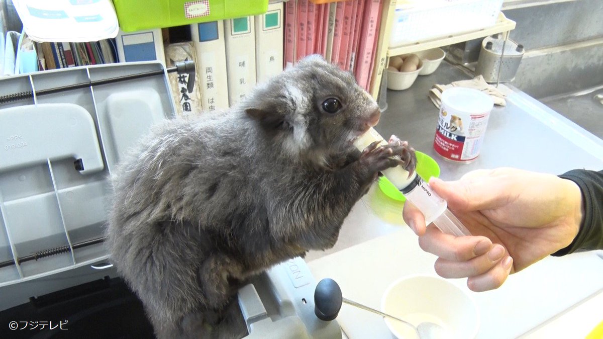 あすは ムササビ の赤ちゃんを紹介するよ とってもかわいくて癒やされる ӧｖӧ 時台に放送予定 めざましどようび めざましテレビ Scoopnest