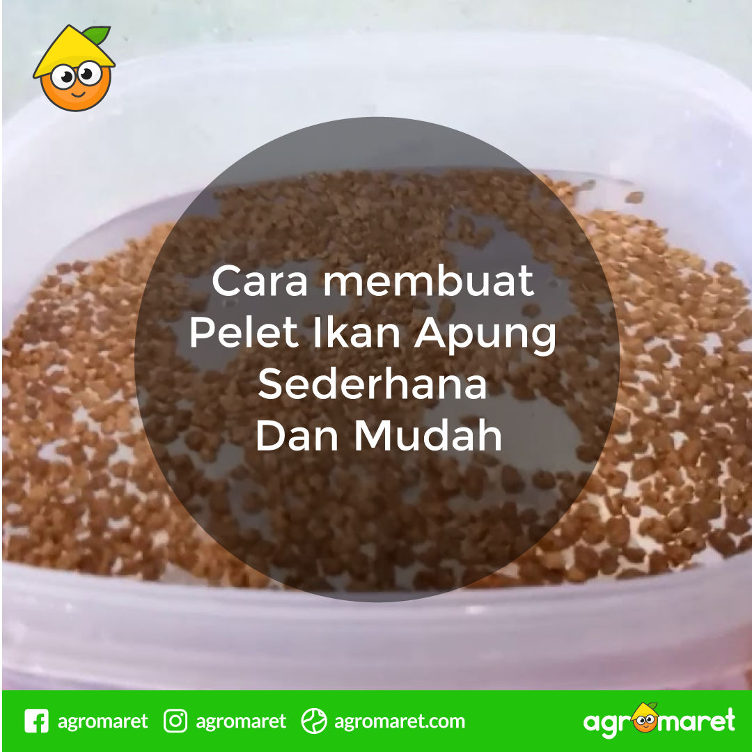 AgromaretID's tweet photo. Lebih Hemat membuat pakan apung sendiri di rumah ...!!
Inilah cara membuat pakan ikan apung dengan mudah.
https://t.co/fzdQiCQTl9
#pakanikan #hargapakanikan #peletapung https://t.co/Y2Q3j4cckK