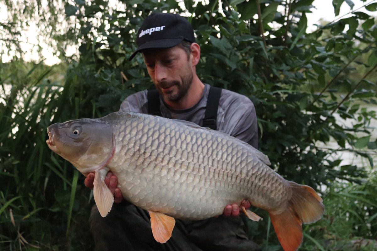 PerringMatthew's tweet photo. A few of the 14 I’ve had on evening sessions over the past week, accurate steady baiting seems to be the winner on this Lake currently, it seems they get pulled in by bait falling through the water , Lots of micro baits being my choice 👍🏻 https://t.co/Gf9bXLVHUz