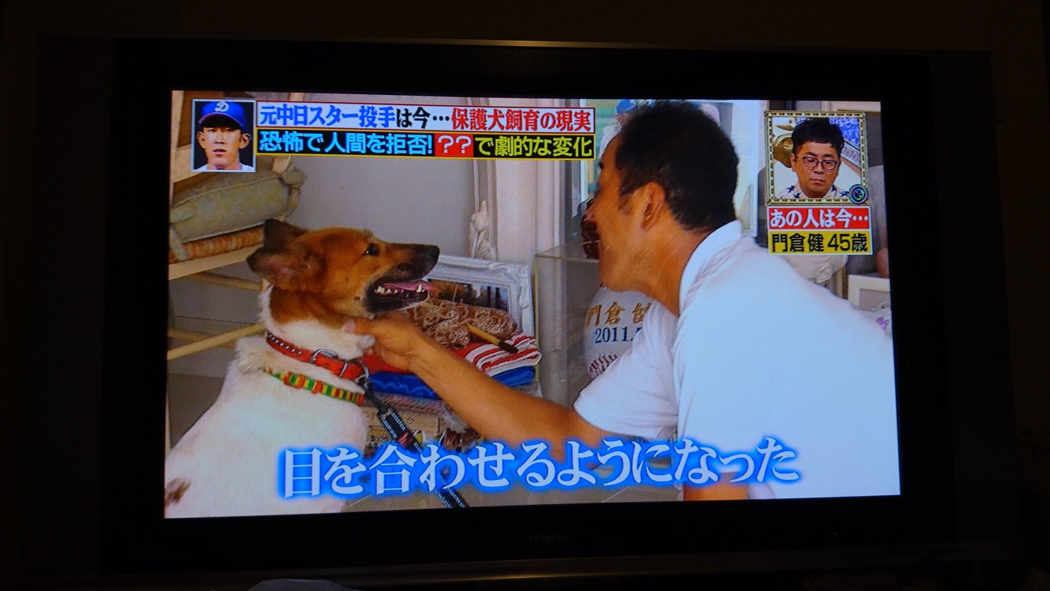تويتر まゆ على تويتر 門倉さん 野球音痴で全然知らなかったけど エエ人やなぁ 保護犬 保護猫 保護動物 爆報theフライデー 門倉健 動物愛護 良い人 元プロ野球選手 T Co Fakqgw9flg