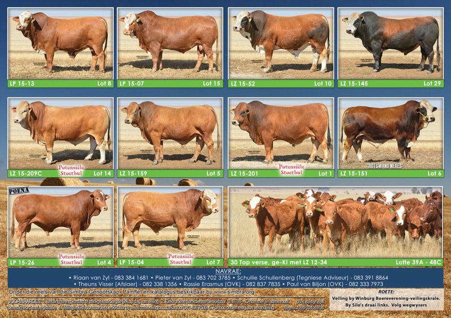 SimbraZA's tweet image. Rotswand &amp;amp; Maratana 20th #Simbra Production Auction, Tuesday 14 August 2018 at 11:00 at the Winburg Boerevereniging Auction Complex. OFFER: 35 Bulls, 30 Females. Online catalogue available - abri.une.edu.au/online/cgi-bin…