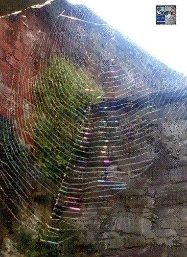 signsofperth's tweet image. Just dodged this beautiful web outside the workshop door, spider is waiting to pounce!
