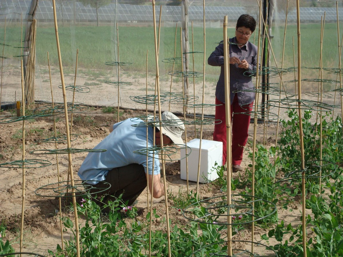 First pea cultivars resistant to broomrape and excellent standing ability submitted for registration. Named JARANA and FORANA in memory of Ana Moral, sadly passed away 
#peas  #orobanche #pulses #legume #Resistance <a href="/CSIC/">CSIC</a>