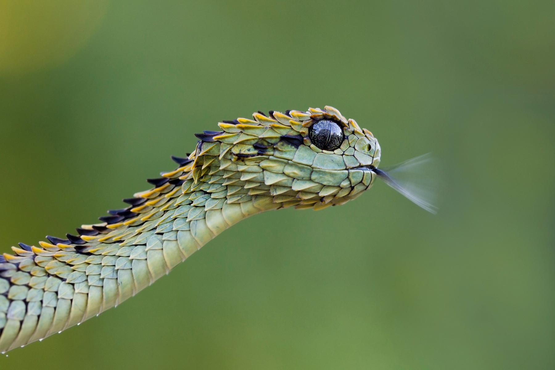 Hairy Bush Viper (Atheris hispida) Art Print by Mark Kostich