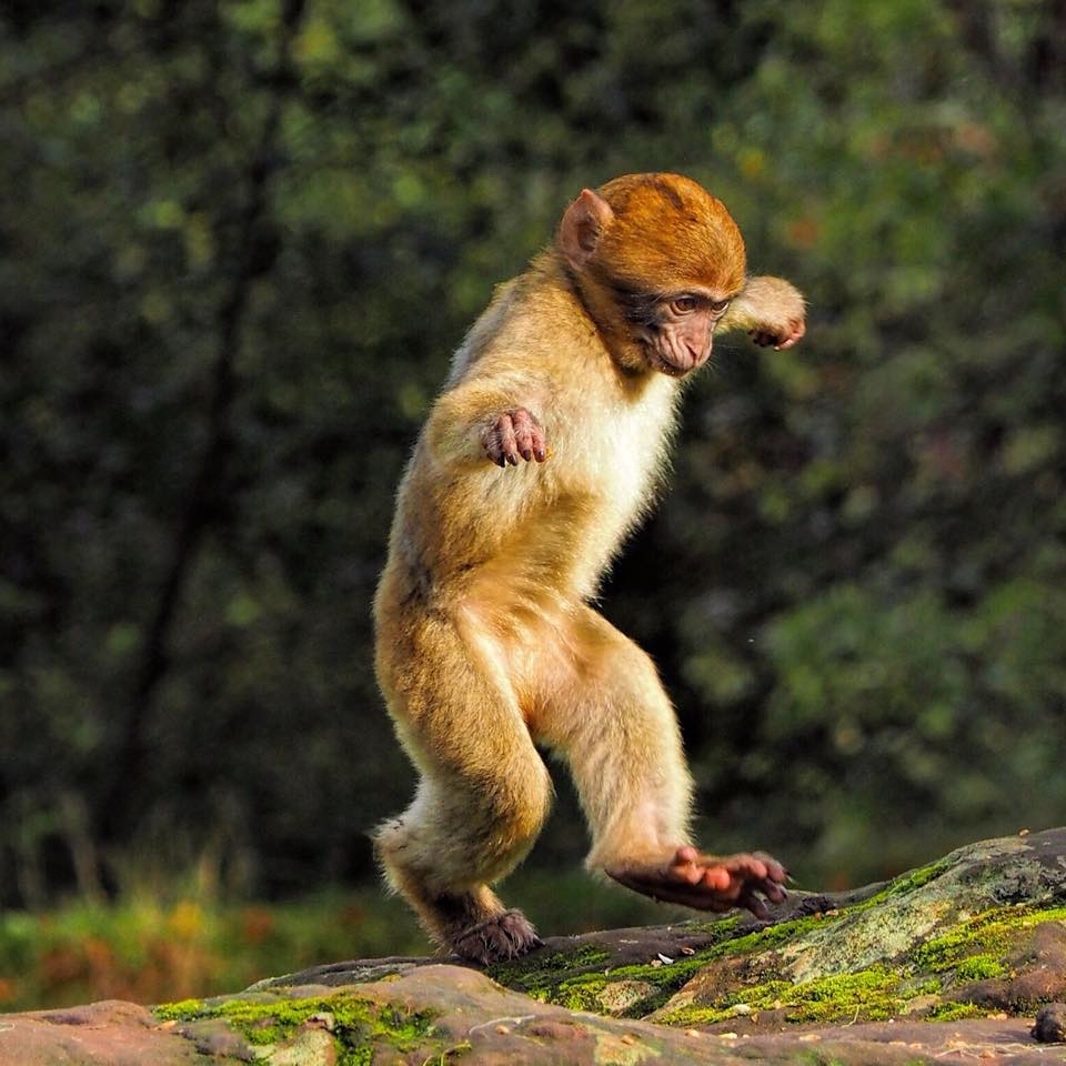 Monkey_Forest's tweet photo. Remember to enter our Photo of the Year Competition. Simply share your image with the hashtag #MonkeyPics for your chance to WIN a VIP feeding experience. T&Cs: https://t.co/FhokxSP1yP #competition #giveaway https://t.co/rjLNFau1HB