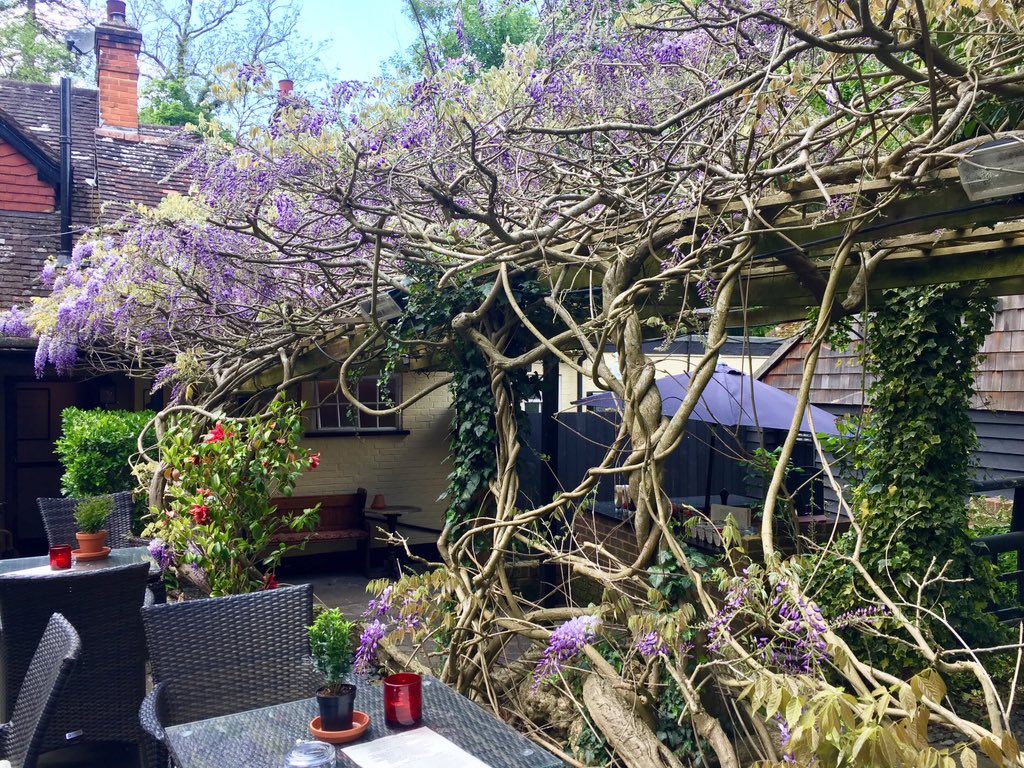 RedLionBetch's tweet image. This weather is gorgeous and doing the flowers in our garden wonders 🌺. 

Pop down and visit us this weekend ; plenty of Al Fresco dining area and sunshine to soak up ☀️ #alfresco #sunshine #beergarden #flowers