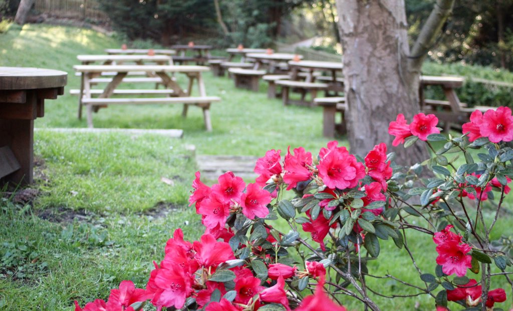 RedLionBetch's tweet image. This weather is gorgeous and doing the flowers in our garden wonders 🌺. 

Pop down and visit us this weekend ; plenty of Al Fresco dining area and sunshine to soak up ☀️ #alfresco #sunshine #beergarden #flowers