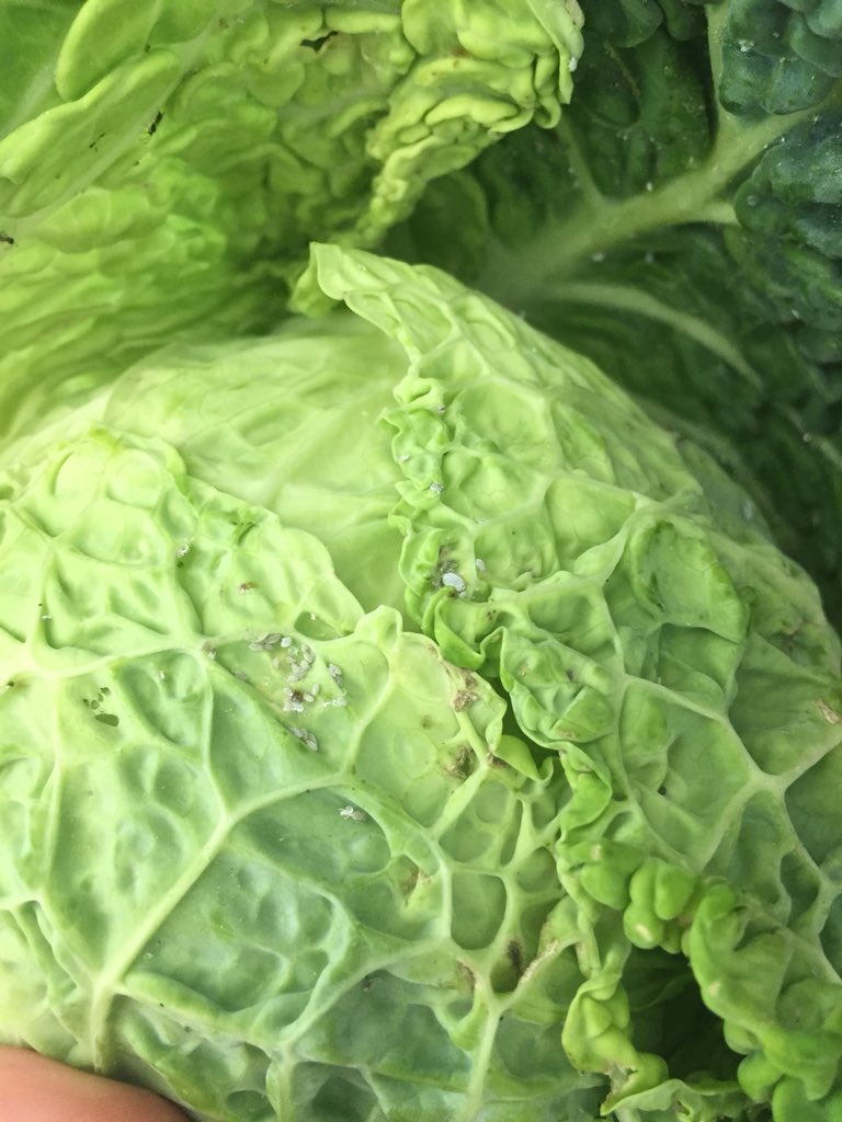 emmrowls's tweet photo. Absolutely disgusting cabbage purchased from @AldiUK 🤢 didn’t want insects crawling on it and caterpillars living in the middle of it thanks #noteatingthat #aldiruncorn https://t.co/DXCTTFX5iN