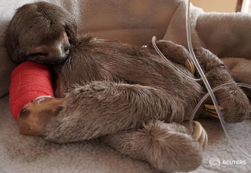 A sloth called Pancho, hit by a vehicle, is seen after surgery in Bolivia