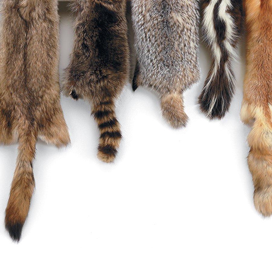 CMFindlay1's tweet image. The Hancock County Parks District will be presenting a program featuring furs and skulls from this area of Ohio. A park naturalist will be here with pelts, skulls, props, and other interesting facts to provide you with a hands-on look and feel our local wildlife.