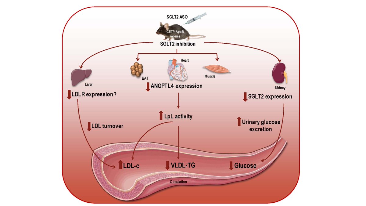 ATVB: An AHA Journal tweet media