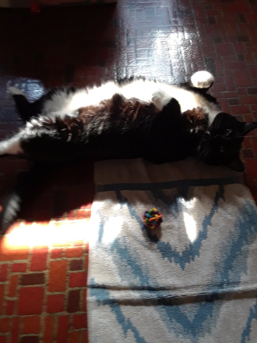 JangHoonLuv's tweet photo. Toots says: "Hey Mom, It's #JellyBellyFriday ! Am I doin' this right?"πΈπ» #cats #FridayFeeling #BeKindtoAll #pets #catsoftwitter #FurrTastic #Love #EnjoyToday π€ https://t.co/cs6jC2u9bi