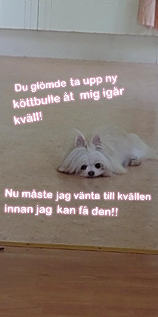 QueerWerewolf90's tweet photo. Den dömande blicken man får när man glömt ta upp favoritfodret Mush köttbullar från frysen, så hon inte kunde få sin frukost köttbulle. https://t.co/YE6fsNRy35