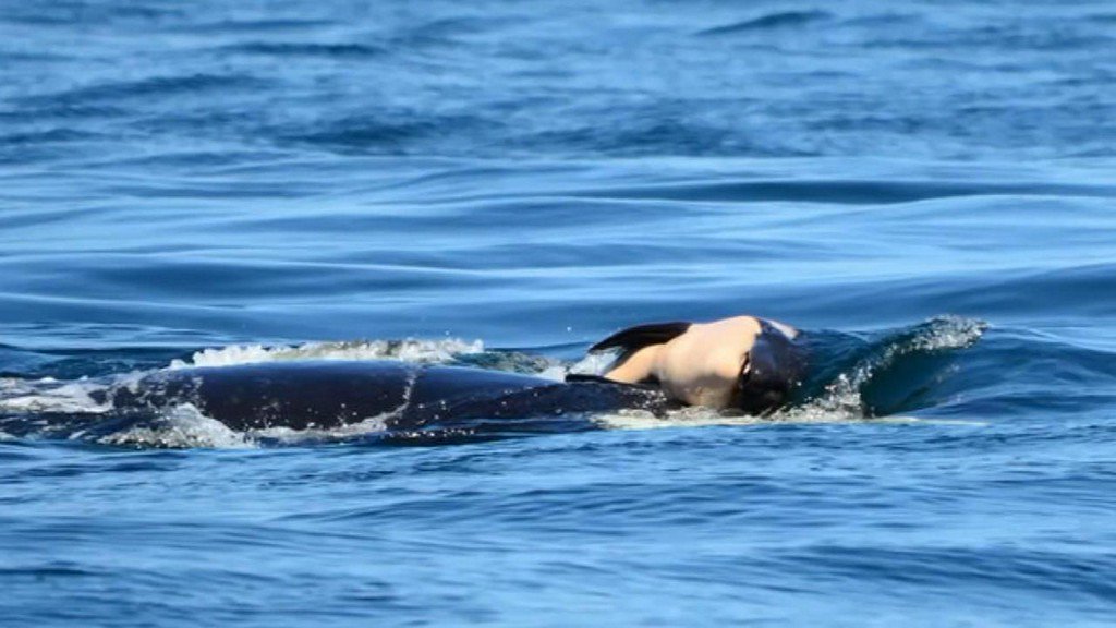 ABC7Chicago's tweet photo. Mother orca pushes deceased calf through waters for days https://t.co/3eL1RpbJgd https://t.co/2CZlIXNyph