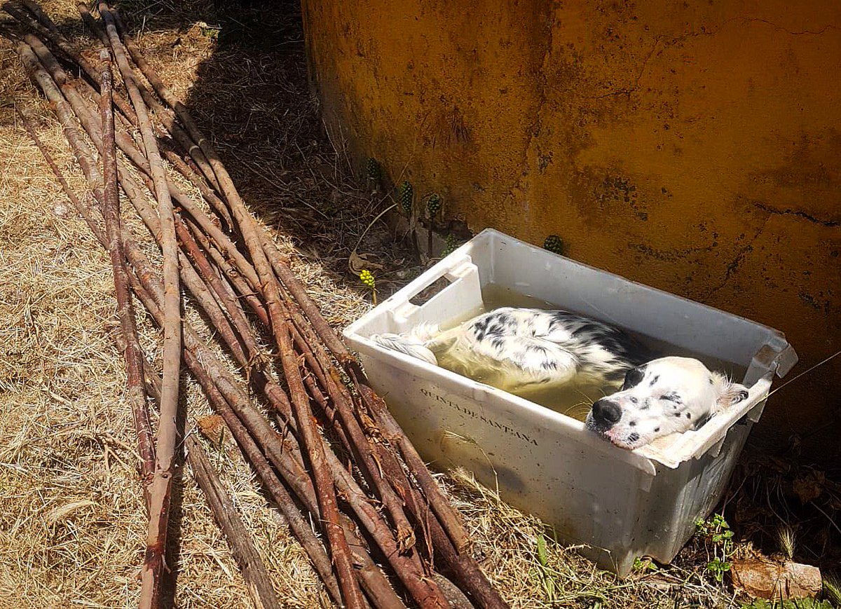 Keep cool like our winery pup Itsy Bitsy by booking a wine tasting with us! Try through our refreshing, Atlantic whites... ☀️☀️☀️