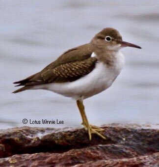 lotuswinnielee's tweet photo. Birding in Connecticut... before sunrise.. . #spottedsandpiper It was fun watching their tails bobbing up and down while going from rock to rock along the shore. #sandpipers #shorebirds #birds #birdwatching #birding #CTbirding #birdwatchers #birders #wildlife https://t.co/xgEahLlMi5