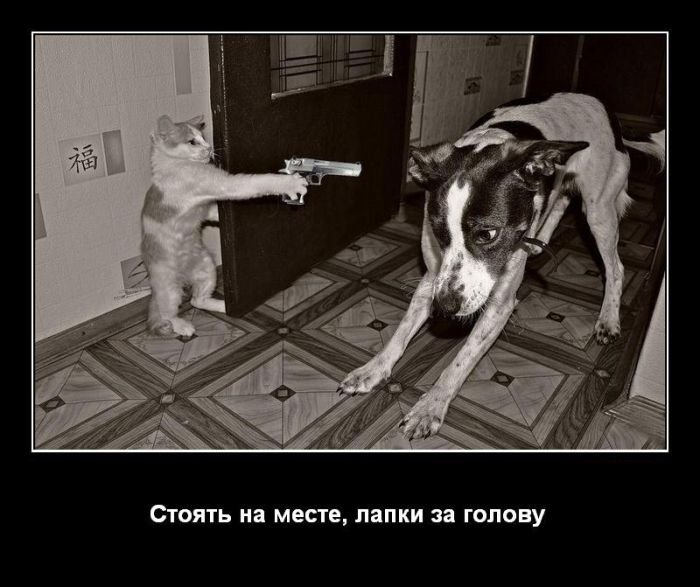Прикольные картинки стоять на своем